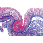 Digestive System - German Slides