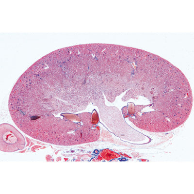 Urinary System - German Slides