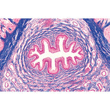 Urinary System - German Slides