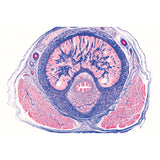 Urinary System - German Slides