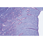 Genital System - French