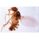 Invertebrata, Elementary Set - Portuguese Slides