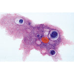 Invertebrata, Elementary Set - Portuguese Slides