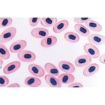 Invertebrata, Supplementary Set - French