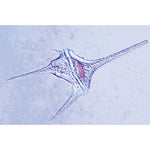 Invertebrata, Supplementary Set - Spanish