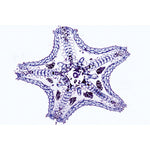 Invertebrata, Supplementary Set - Spanish