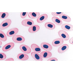 Invertebrata, Supplementary Set - Spanish