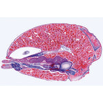Invertebrata, Supplementary Set - Spanish