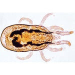 Invertebrata, Supplementary Set - Spanish