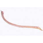 General Parasitology - French