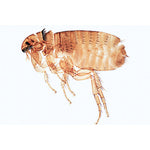 General Parasitology - French