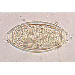 General Parasitology - French