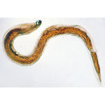 General Parasitology - Spanish