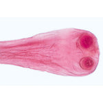 General Parasitology - Spanish