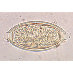 General Parasitology - Spanish
