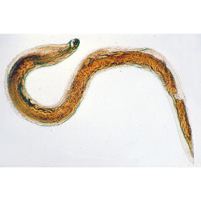 General Parasitology - German Slides