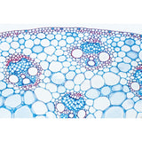 Arrangement and Types of Vascular Bundles - French