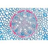 Arrangement and Types of Vascular Bundles - French