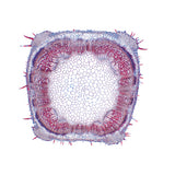 Arrangement and Types of Vascular Bundles - Spanish