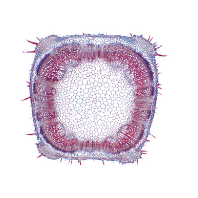 Arrangement and Types of Vascular Bundles - Spanish