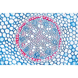 Arrangement and Types of Vascular Bundles - Spanish