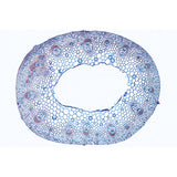 Arrangement and Types of Vascular Bundles - German Slides