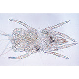 Air Pollution and Allergens - Portuguese Slides