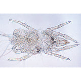 Air Pollution and Allergens - German Slides