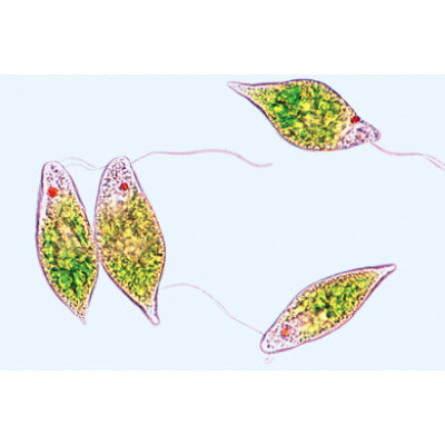 The Microscopic Life in the Water, Part I - Portuguese Slides