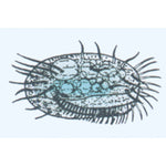 The Microscopic Life in the Water, Part I - Portuguese Slides