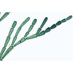 The Microscopic Life in the Water, Part I - Spanish