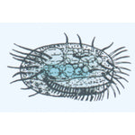 The Microscopic Life in the Water, Part I - Spanish