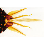 The Honey Bee (Apis mellifica) - French