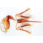 The Honey Bee (Apis mellifica) - French