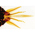 The Honey Bee (Apis mellifica) - German Slides