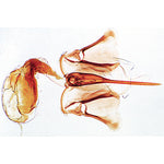 The Honey Bee (Apis mellifica) - German Slides
