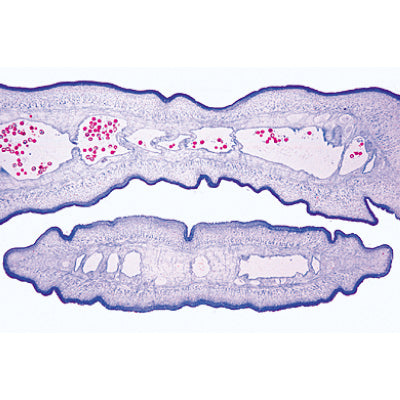 General Parasitology, Short Set - French