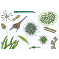 The Microscopic Life in the Water, Part II - French