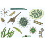 The Microscopic Life in the Water, Part II - French