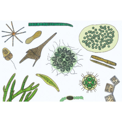 The Microscopic Life in the Water, Part II - French