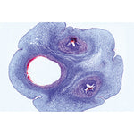 The Microscopic Life in the Water, Part II - French