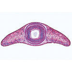The Microscopic Life in the Water, Part II - French