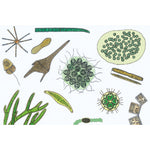 The Microscopic Life in the Water, Part II - German Slides