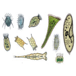 The Microscopic Life in the Water, Part II - German Slides