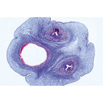 The Microscopic Life in the Water, Part II - German Slides