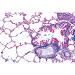 Series I. Cells, Tissues and Organs - English Slides