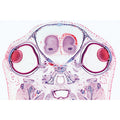 Series III. Organs of Sense - English Slides