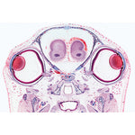 Series III. Organs of Sense - English Slides