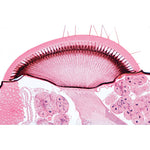 Series III. Organs of Sense - English Slides