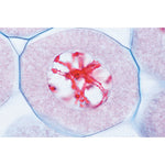 Series V. Genetics, Reproduction and Embryology - English Slides
